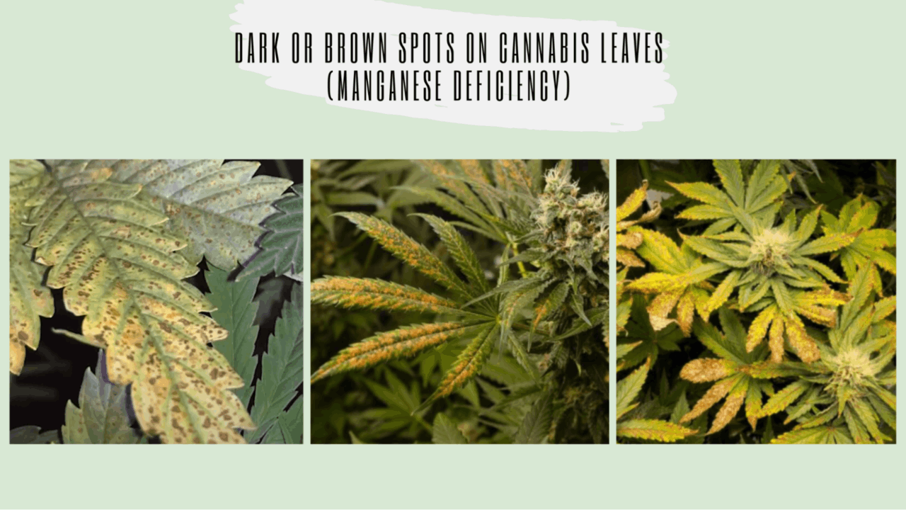 brown spots on cannabis leaves: manganese deficiency