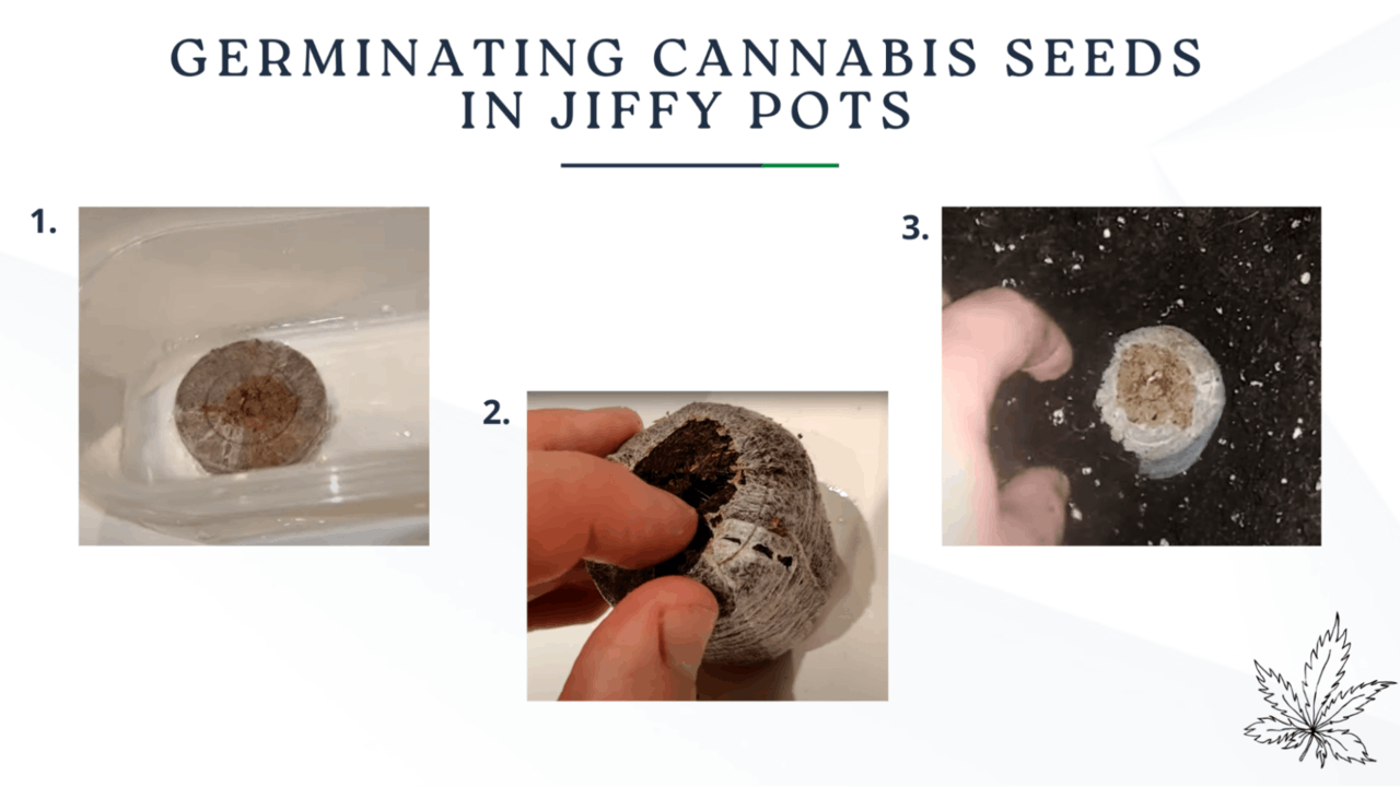 the process of germinating cannabis seeds in jiffy pots