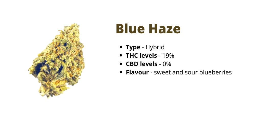 Blue Haze strain
