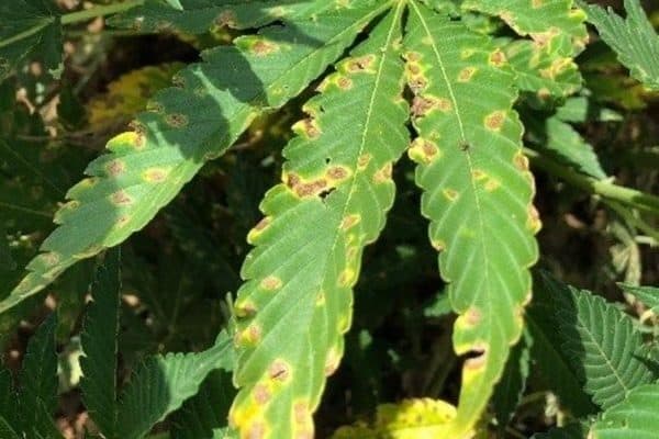 cannabis leaf septoria: yellow spots on leaves