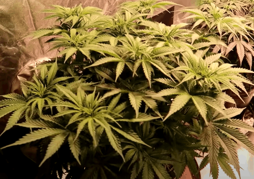 cannabis plant stretching during the early stage of flowering