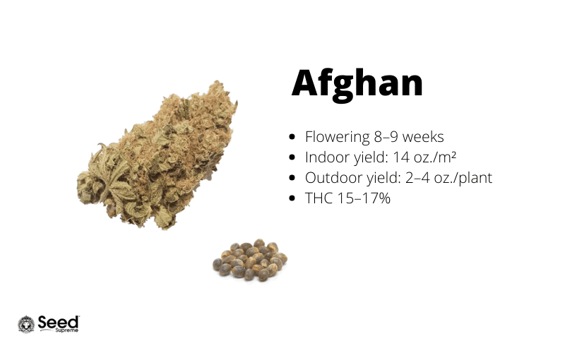 Afghan feminized cannabis seeds