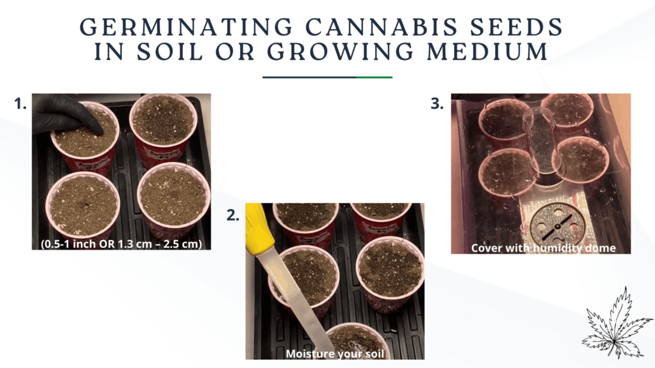 germinating cannabis seeds in soil