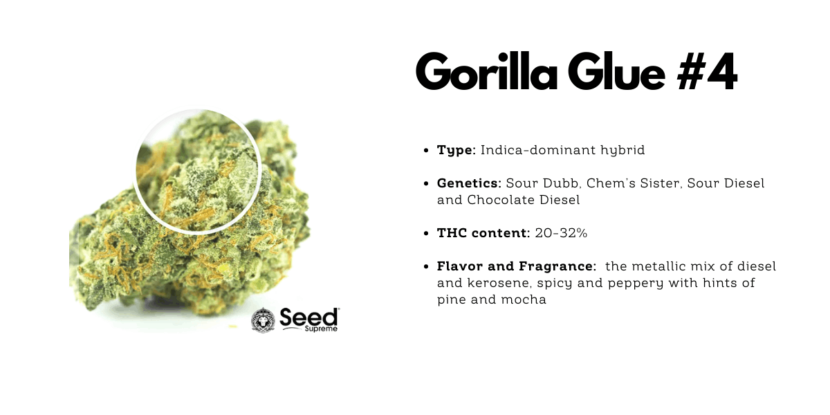 gorilla glue cannabis hybrid strain