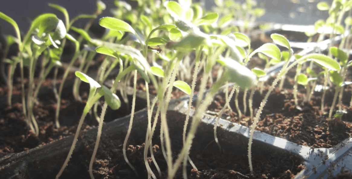 stretched cannabis seedlings