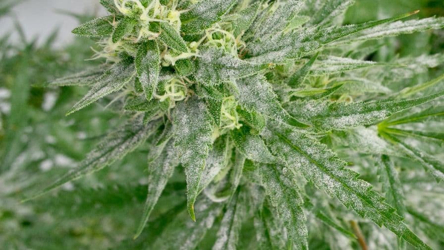 powdery mildew on cannabis leaves: a fungal infection