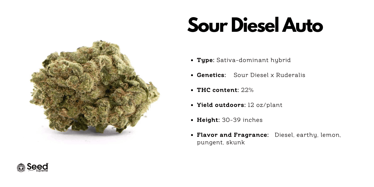 Sour Diesel auto
