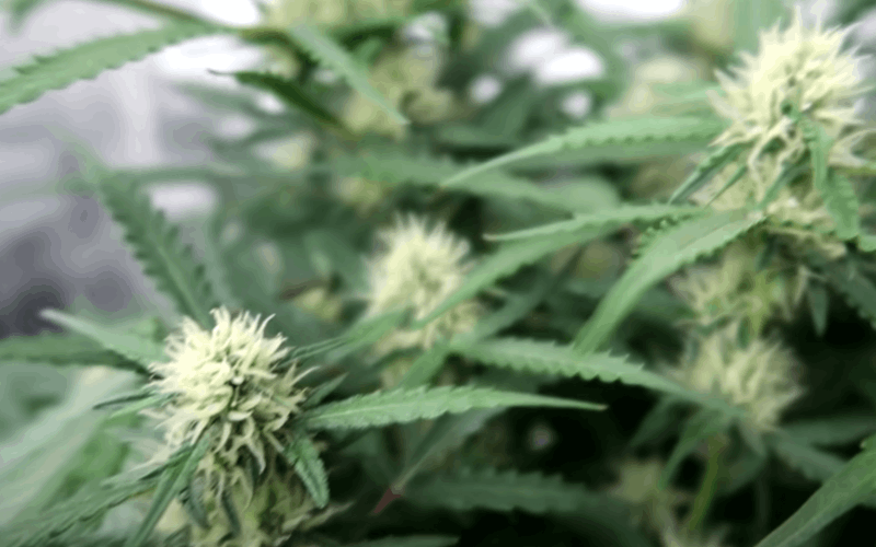 buds form at the middle stage of flowering