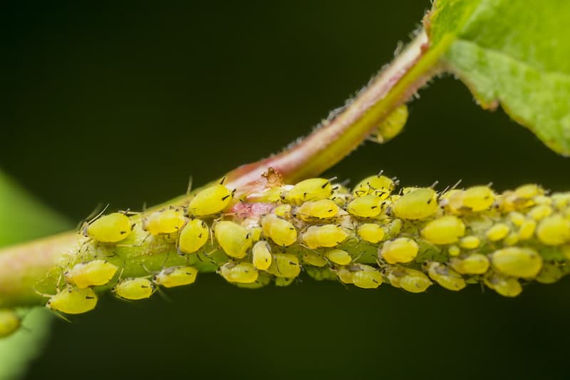 cannabis aphids