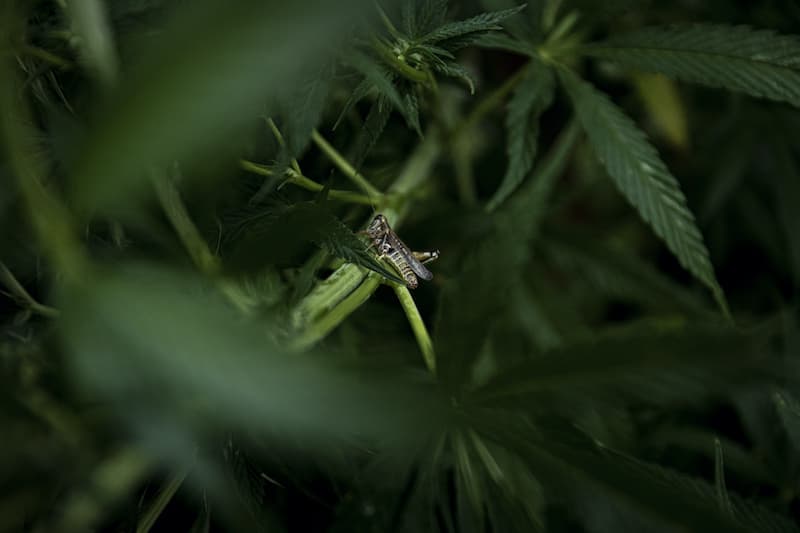 grasshoppers on cannabis