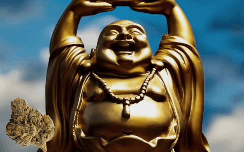 laughing Buddha strain