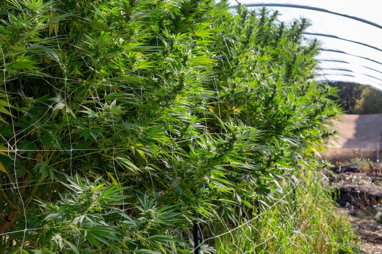 Cannabis seeds in Nevada