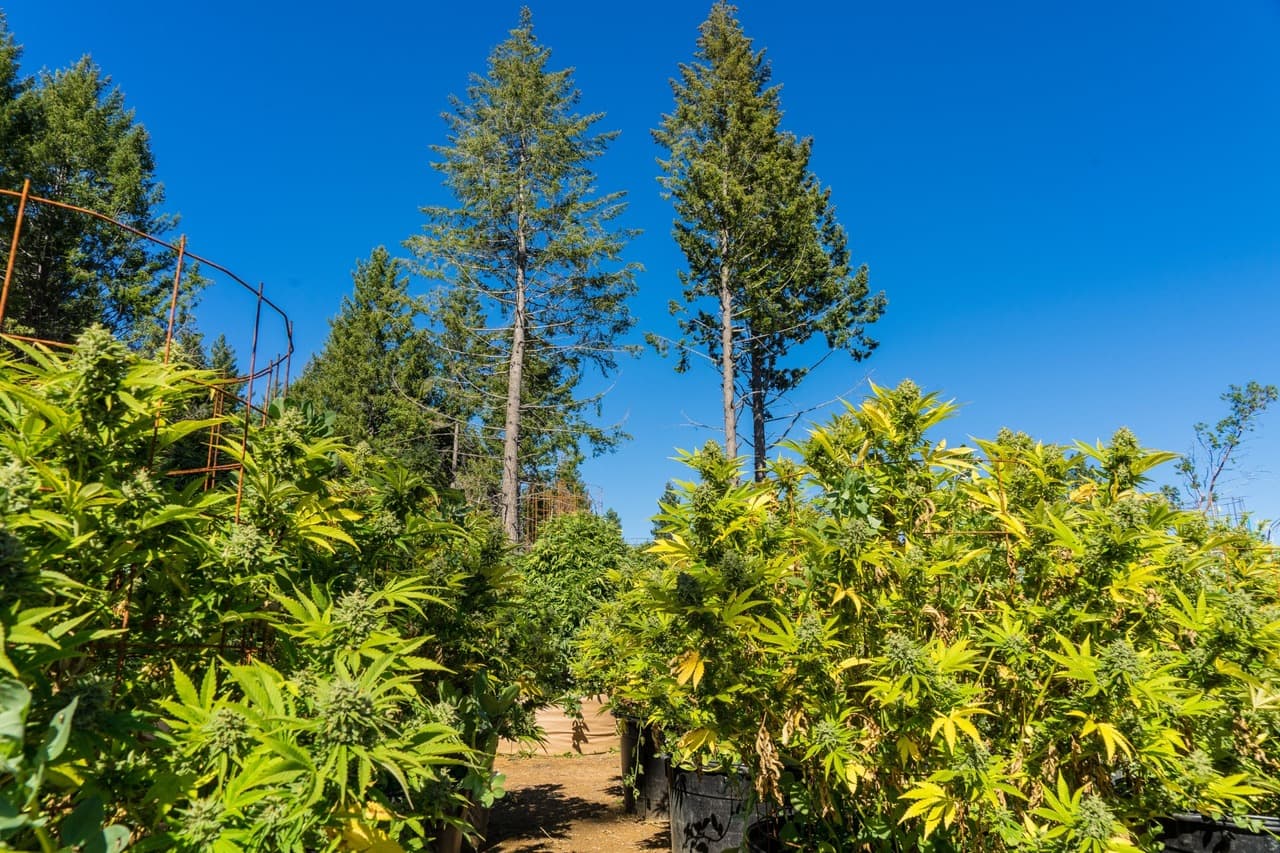 Cannabis seeds in California