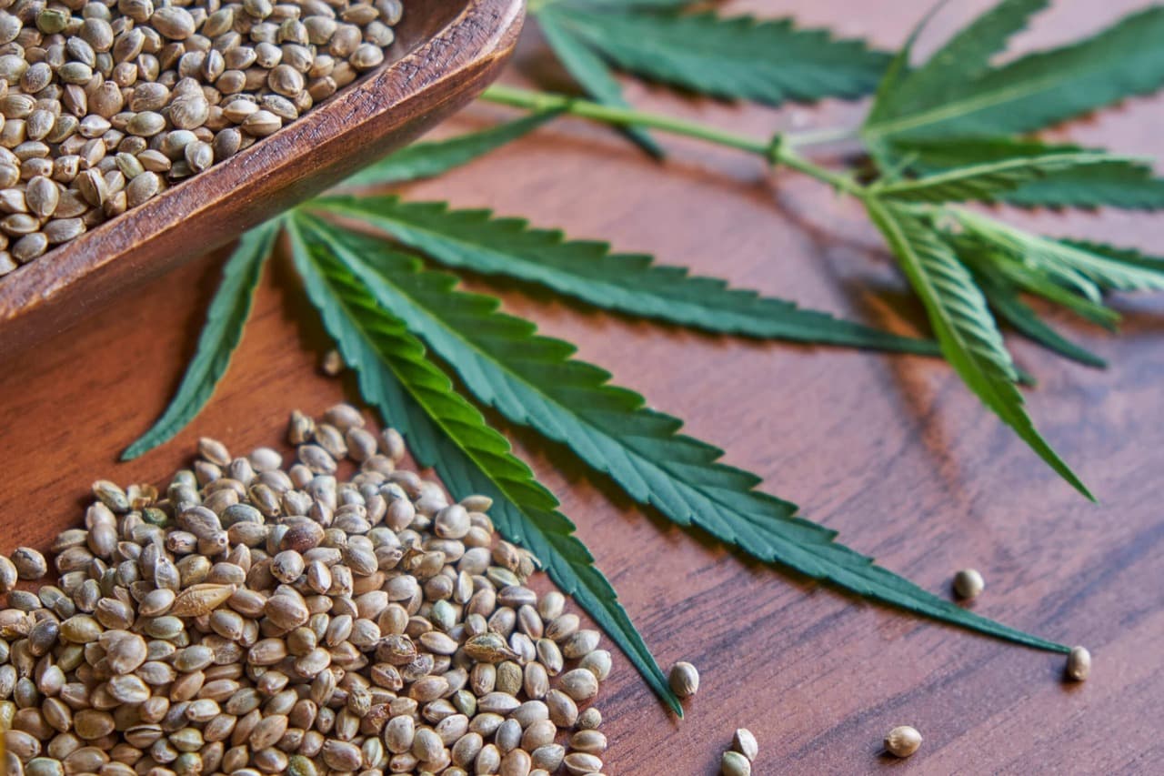 Indoor marijuana seeds