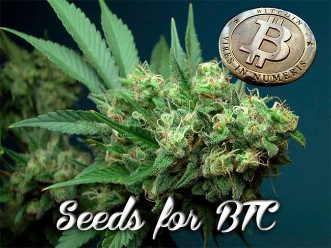 seeds for bitcoin