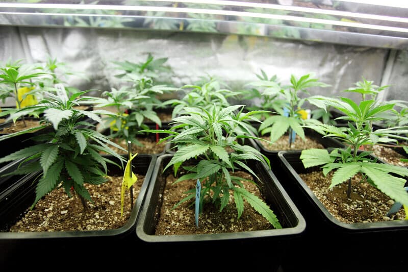 Cannabis seeds in Illinois