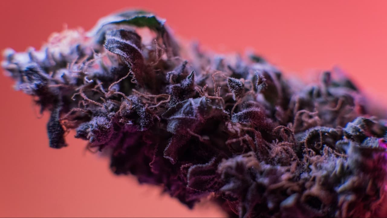 Best purple weed strains