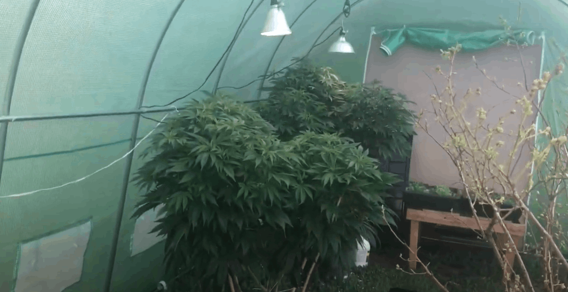 growing cannabis in cold climates with a grow tent