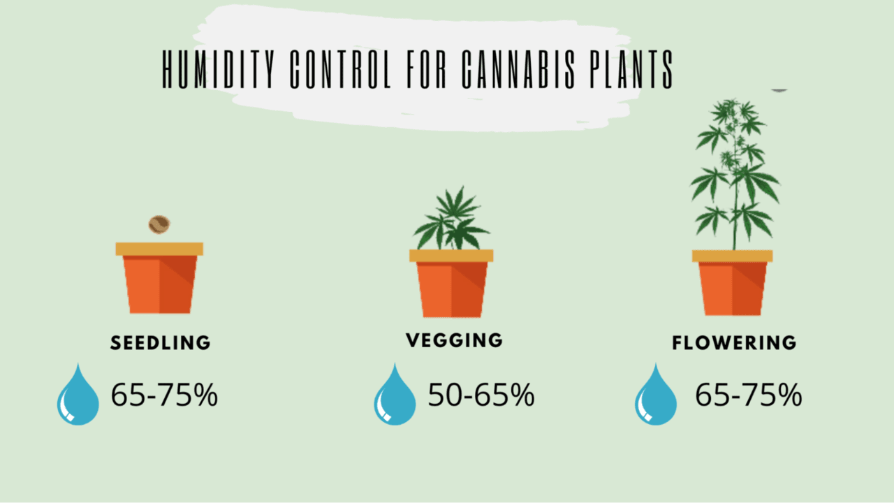 cannabis humidity control: growing stages