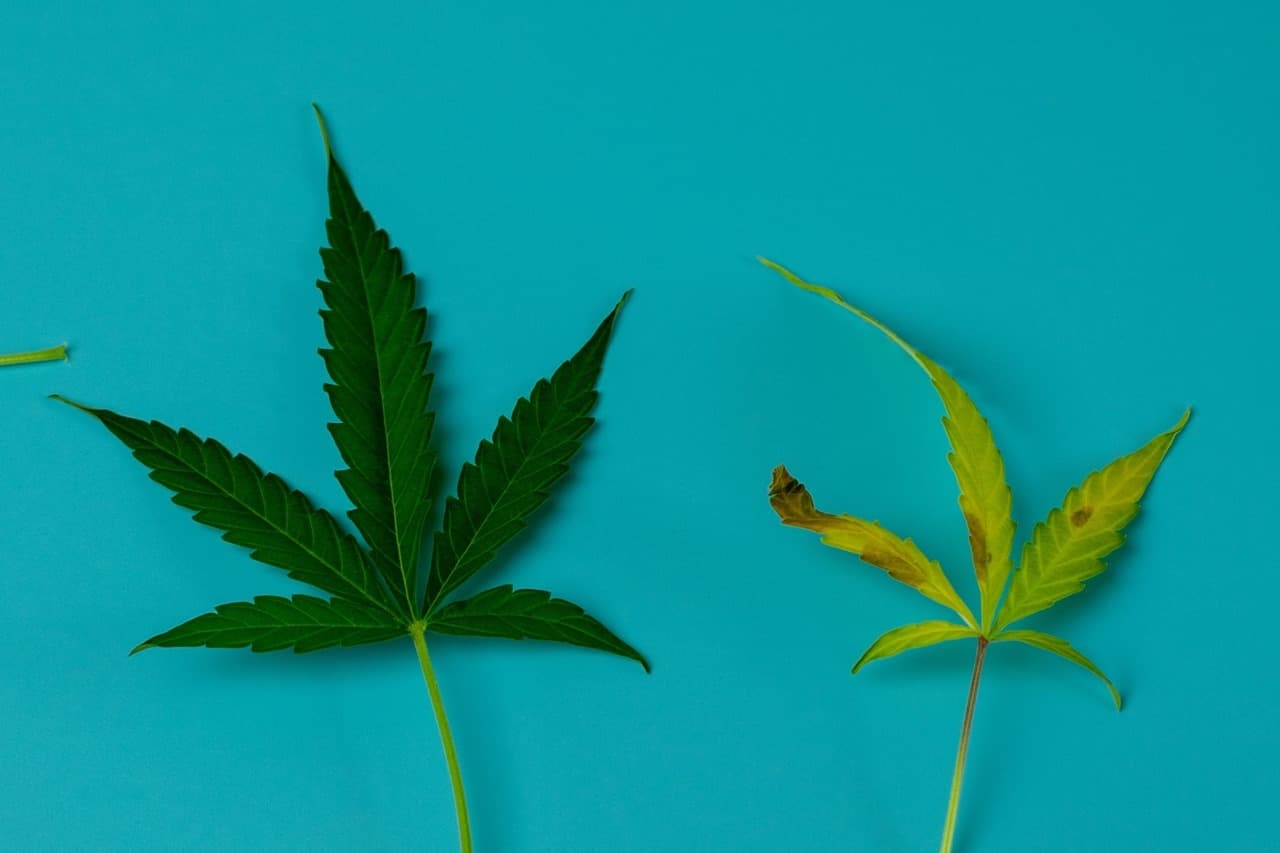 cannabis leaves curling down