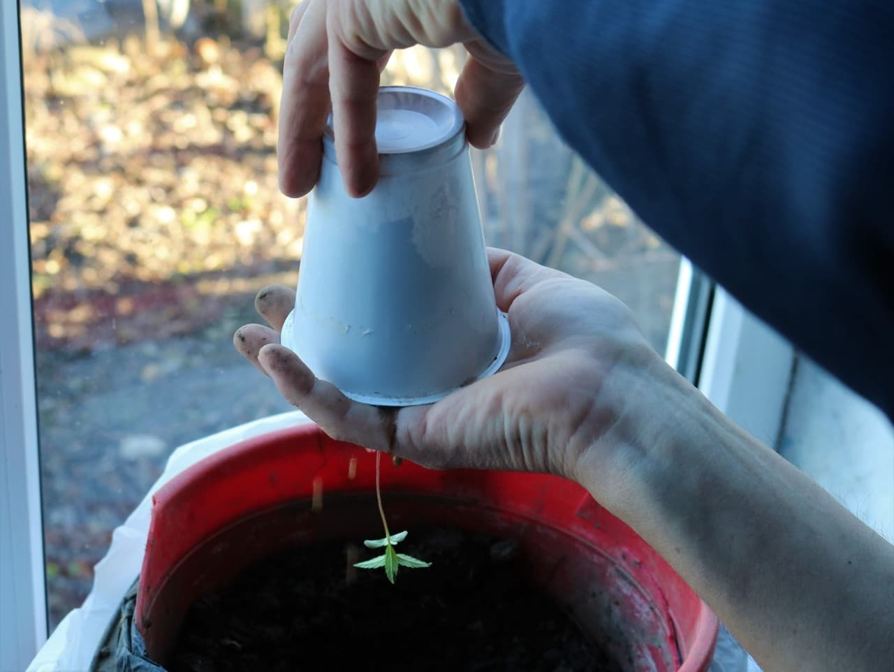 transplanting process allows the roots to spread out and become even stronger