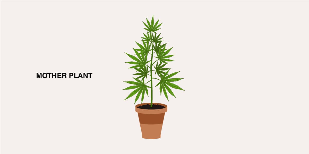choose a right mother plant for cannabis cloning