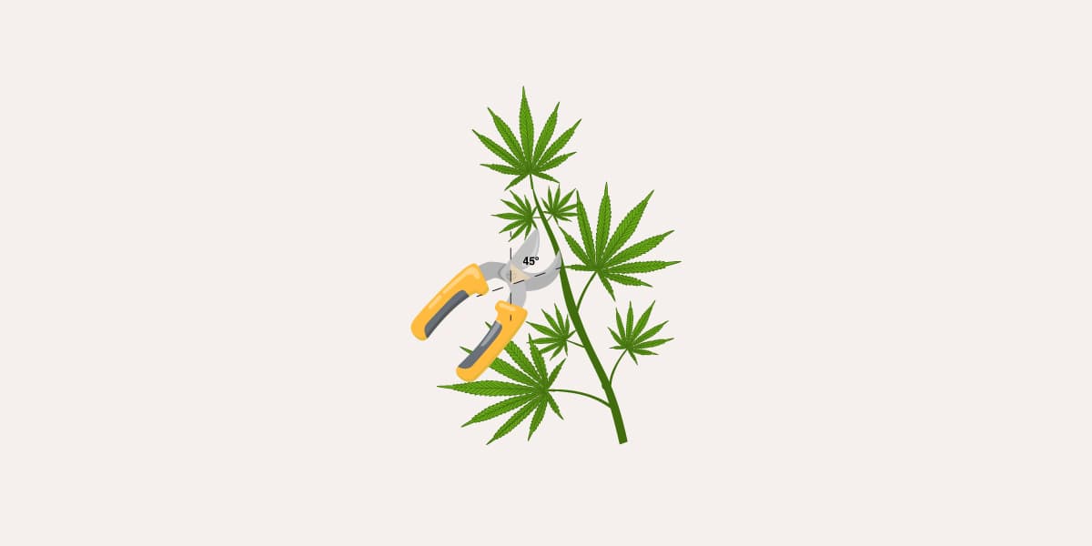 taking cuttings for cannabis clones