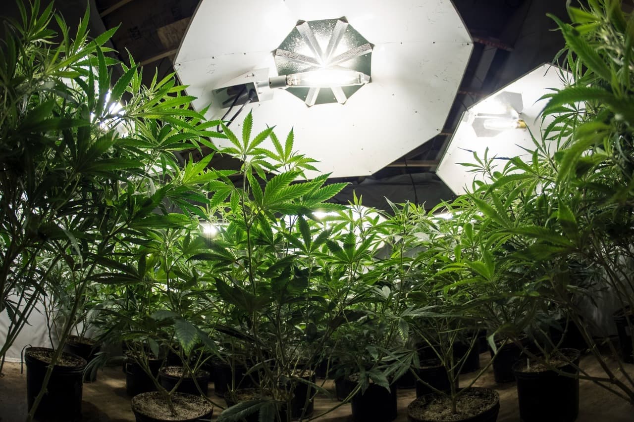 Choose the right lighting for growing weed in winter