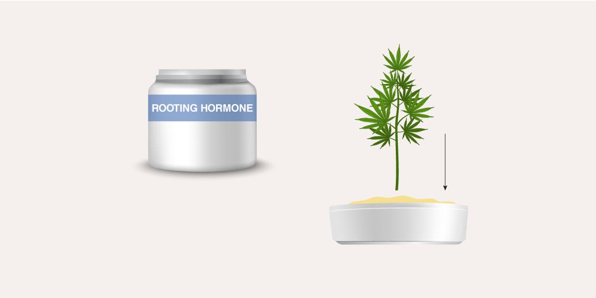 place your cannabis cuttings into rooting hormone