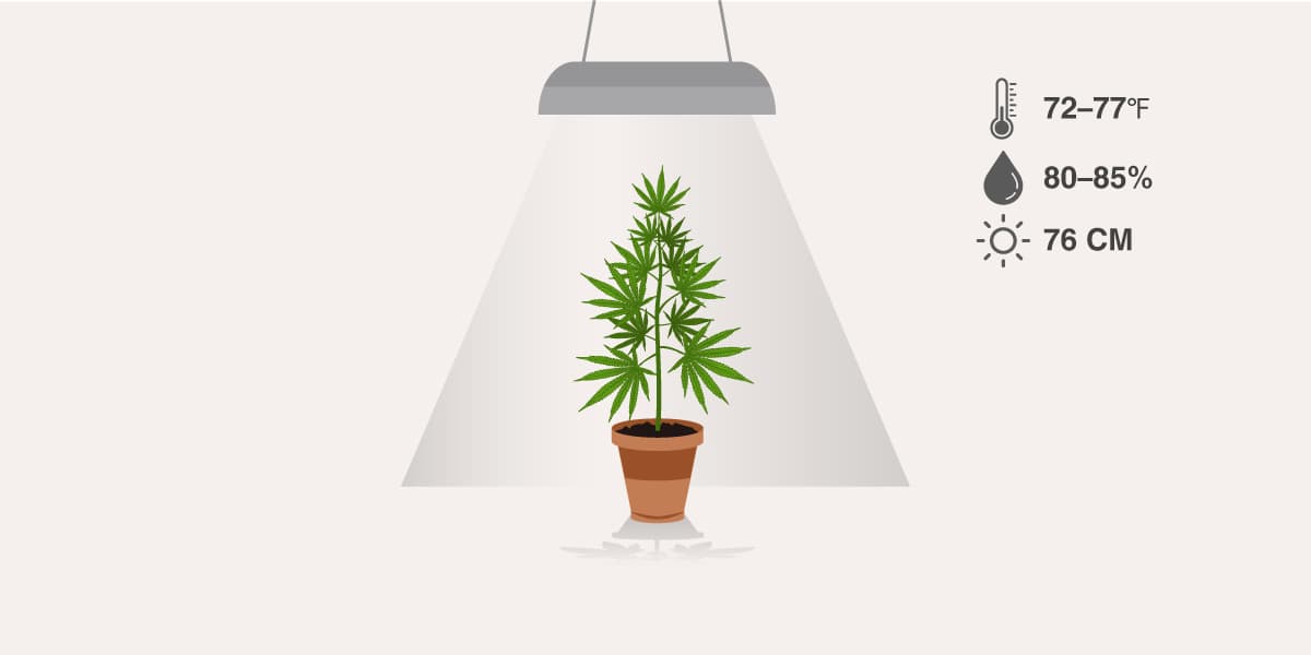 provide your cannabis clone with the ideal environment