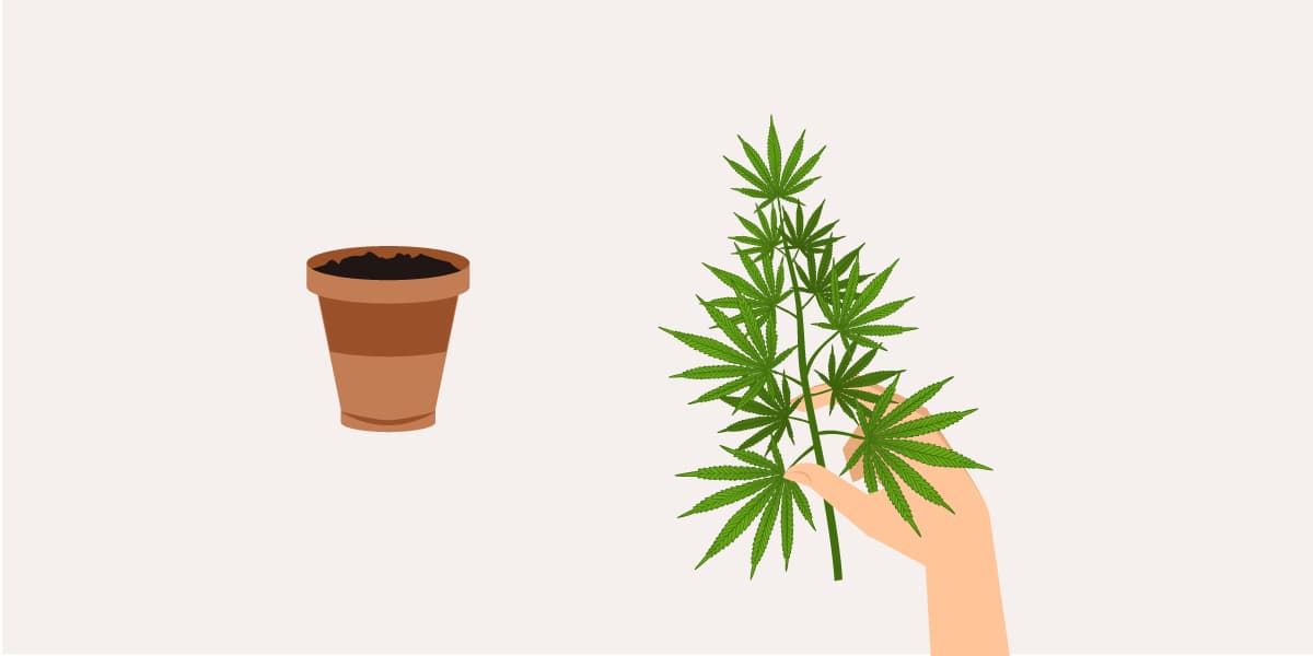 plant your cannabis clone to a new container