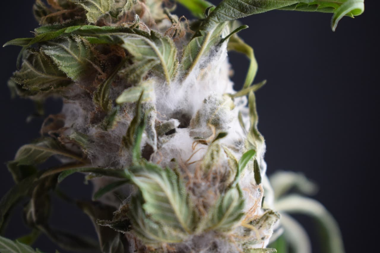 What does bud rot look like