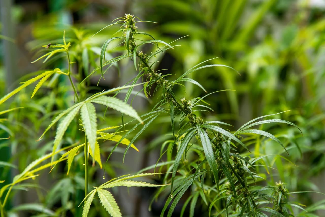 Male vs. female marijuana plants
