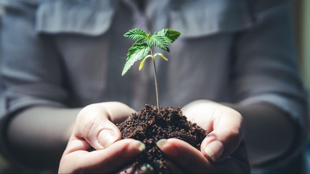 cannabis seeds not germinating