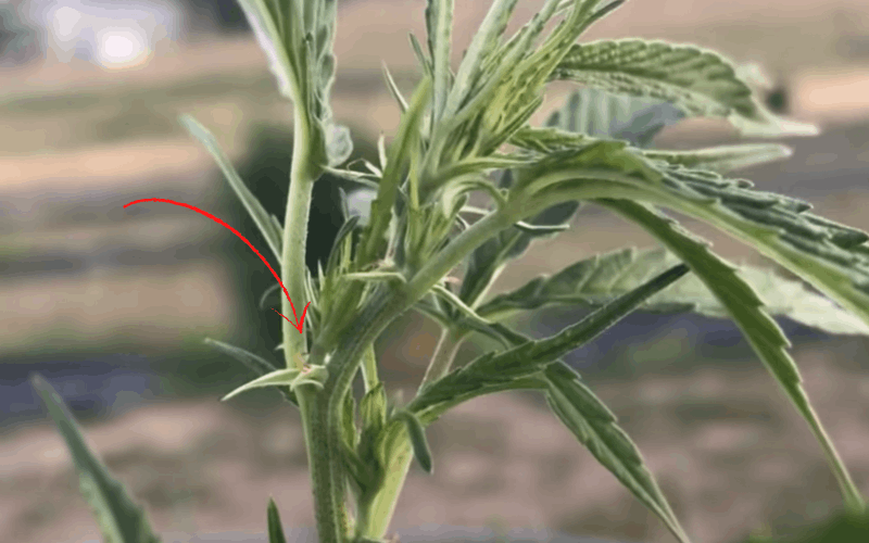 female weed plants and their difference from male plants