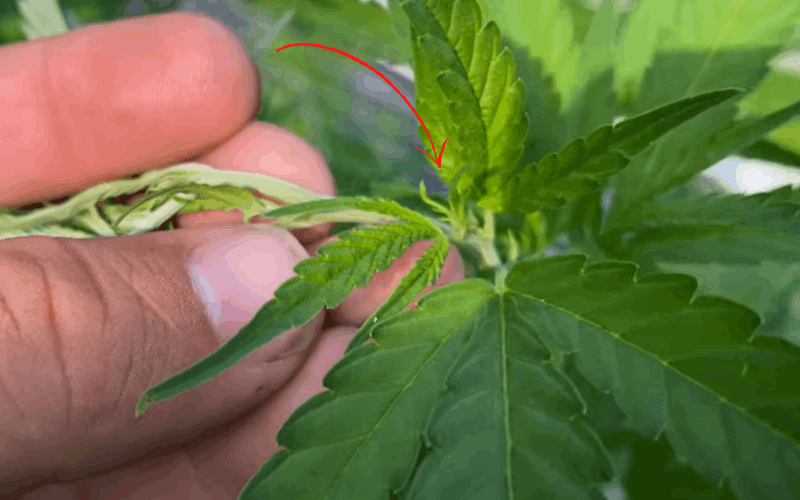 a female weed plant produces pistills