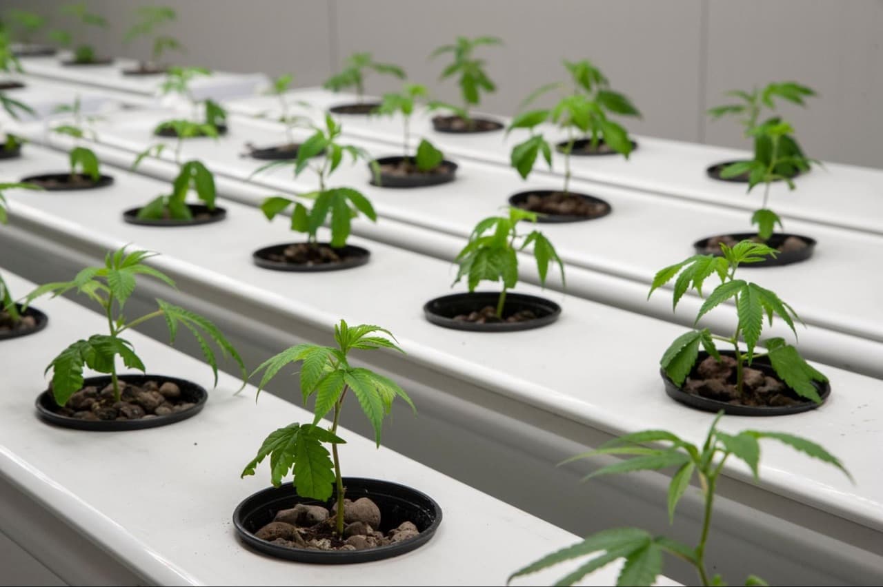 Growing cannabis in hydroponics