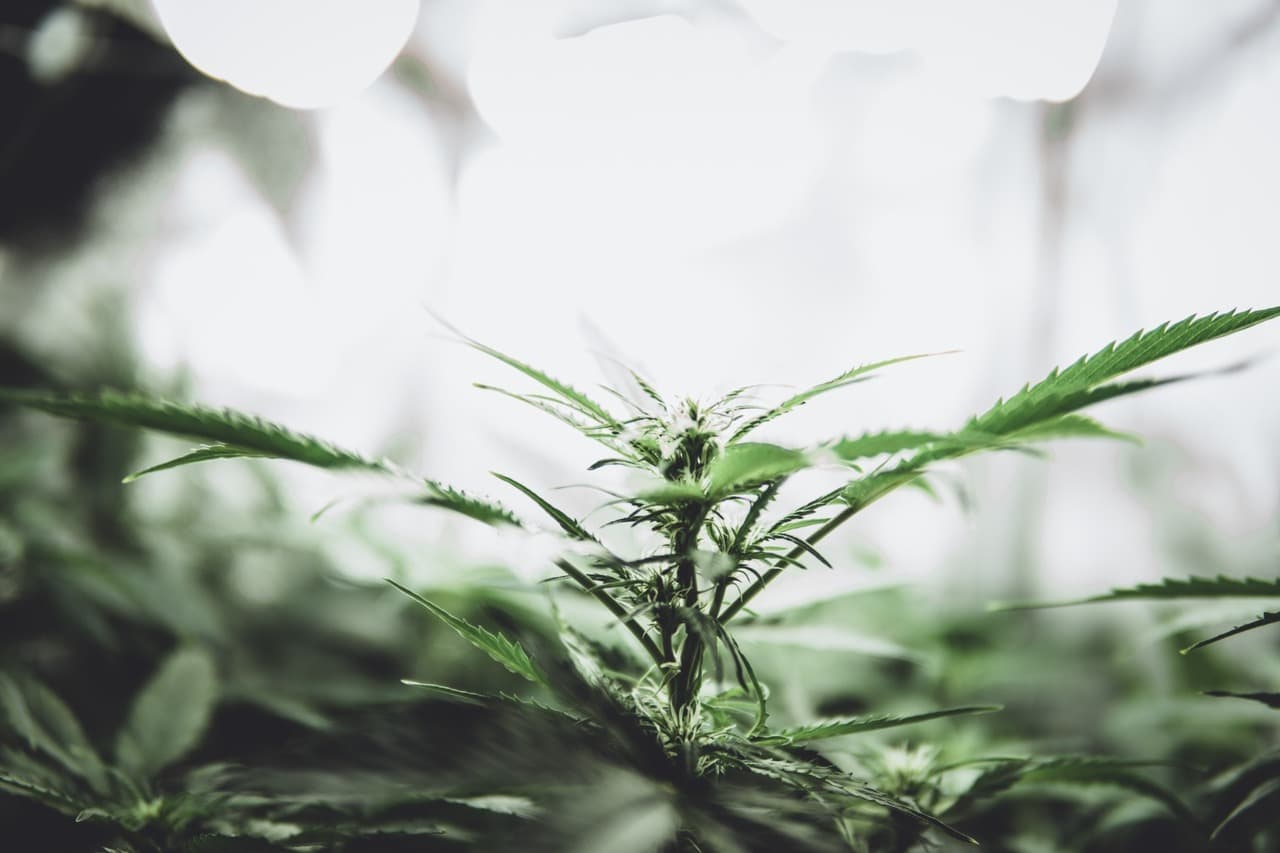 Connecticut marijuana seeds