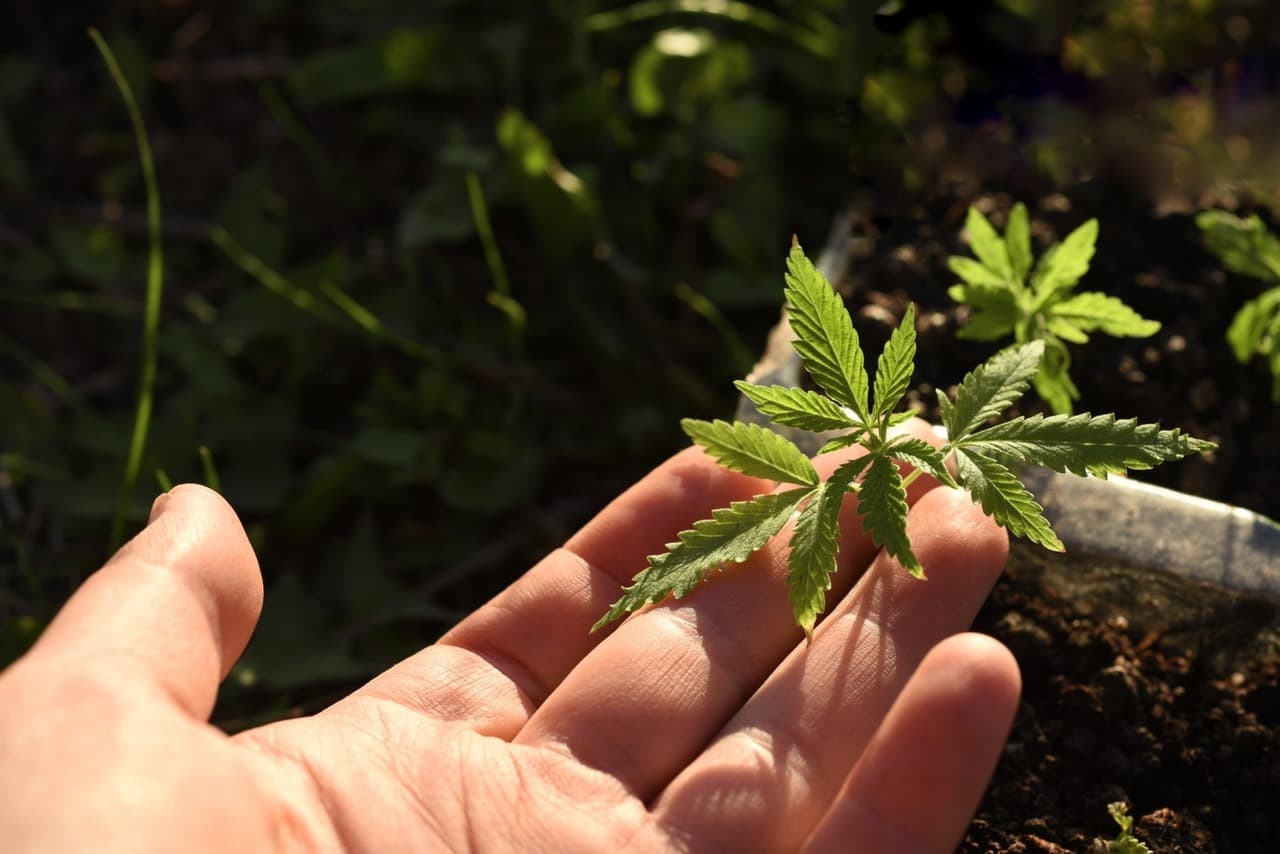  cannabis seeds in Arkansas