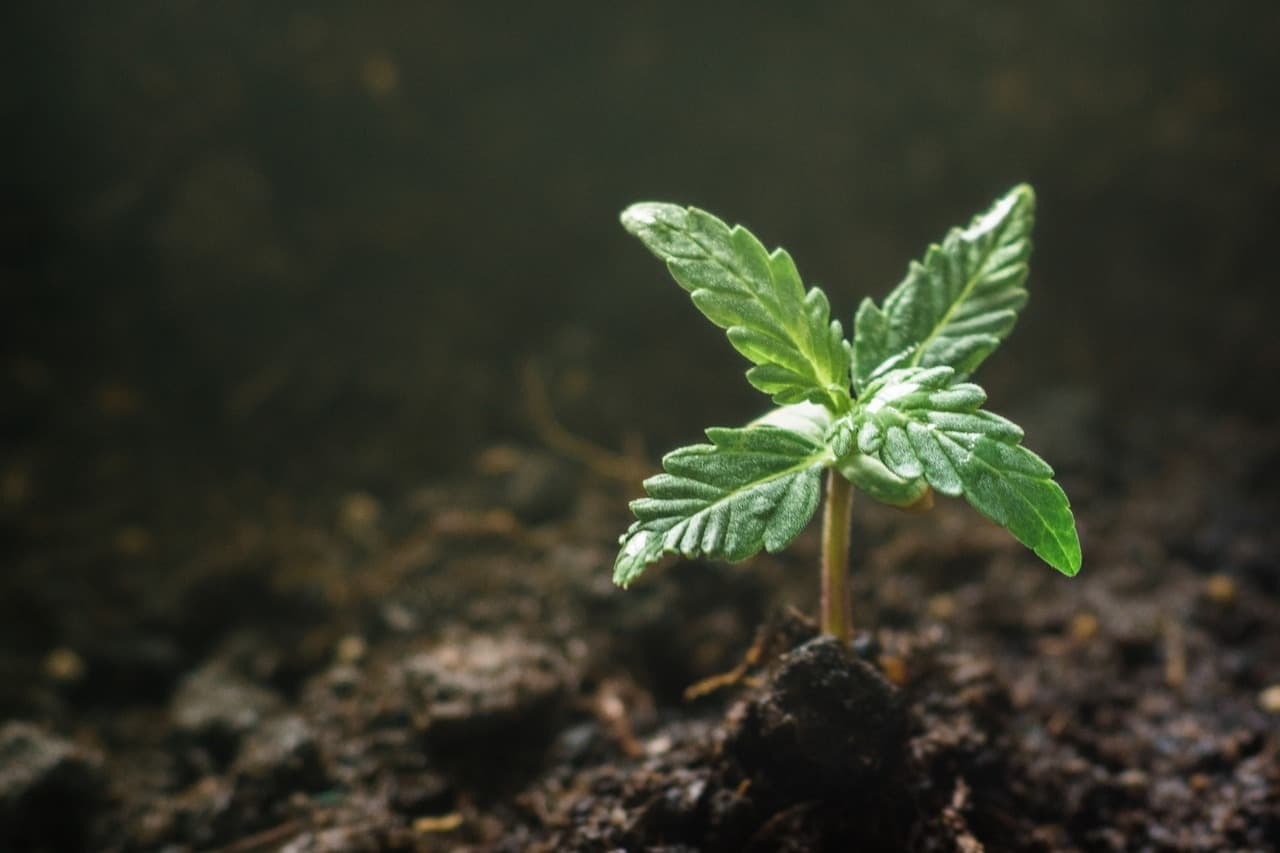 Connecticut cannabis seeds