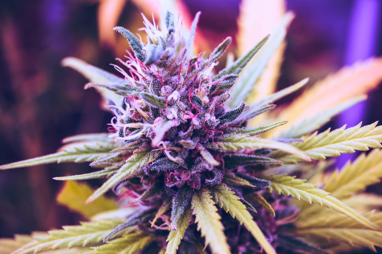 cannabis plant with blue and purple hues