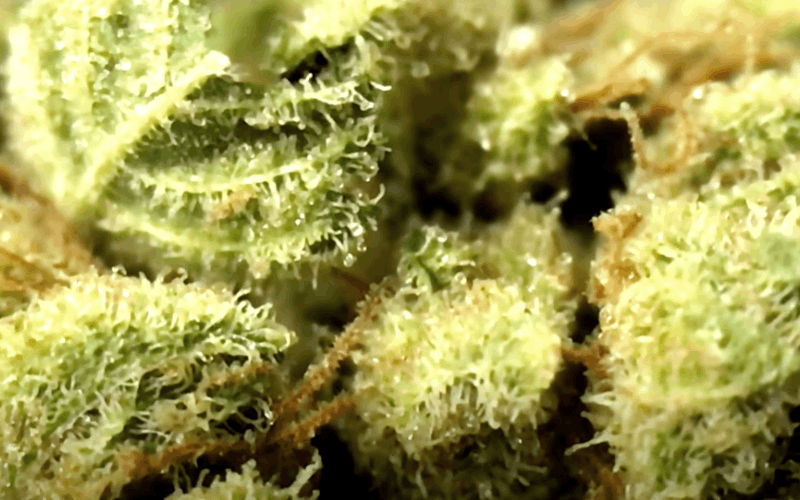 Chemdawg strain is a hybrid for laugh
