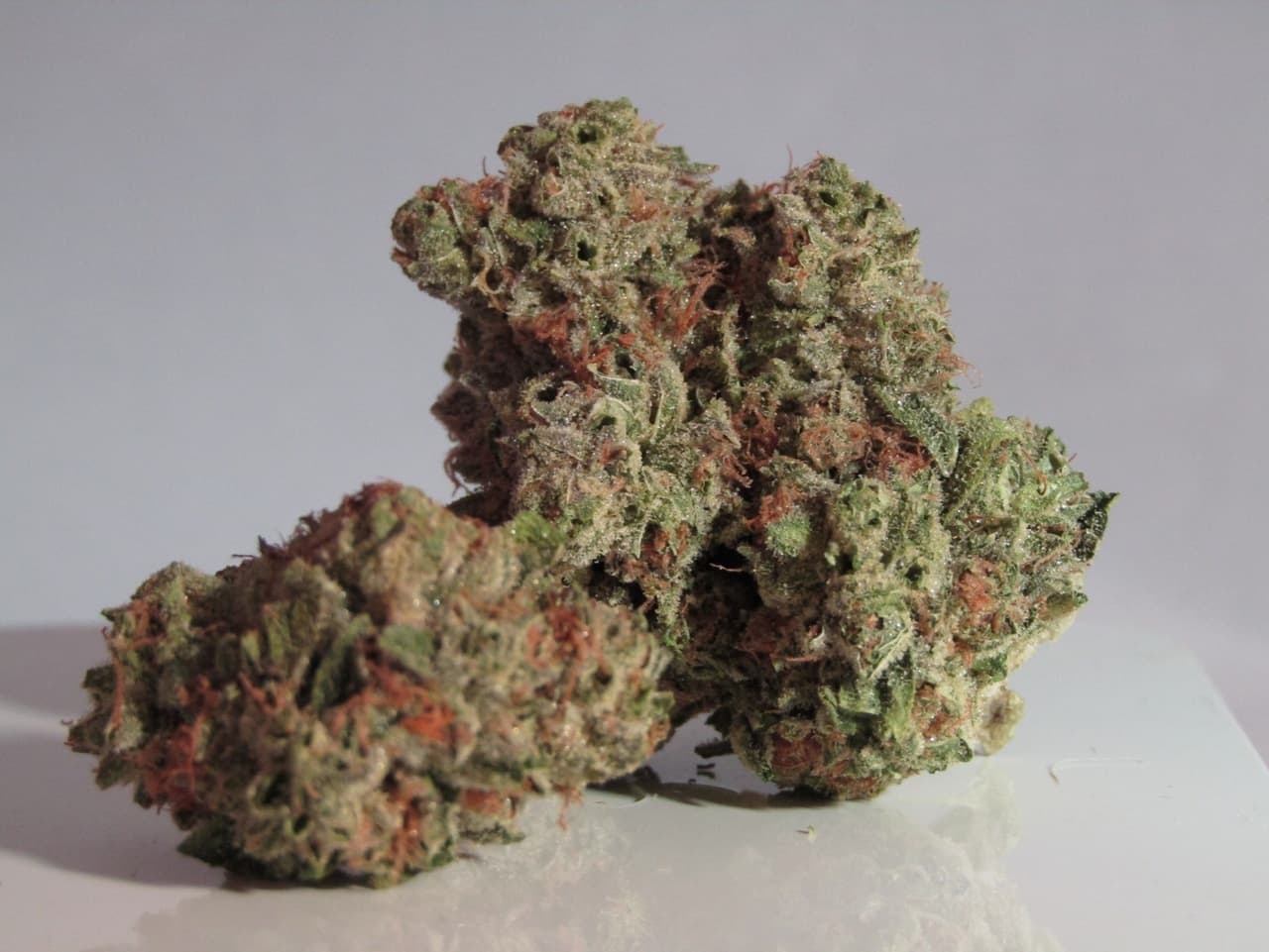 marijuana buds of critical kush strain