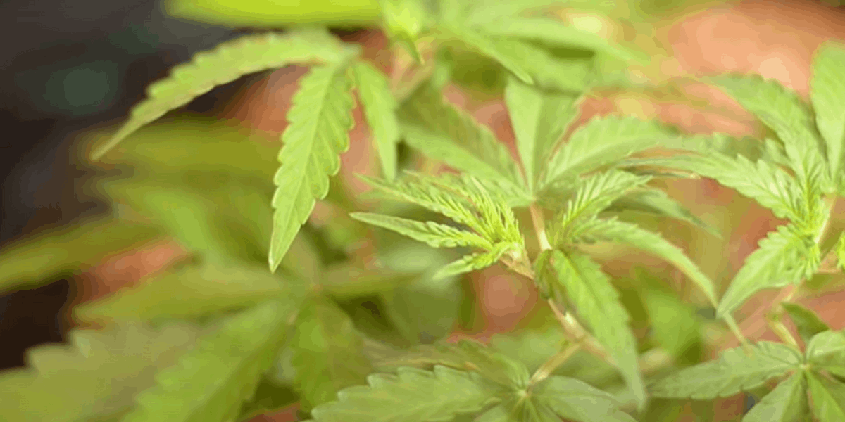 marijuana leaves discolored because of the lack of phosphorous