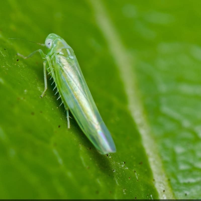 leafhoppers on cannabis