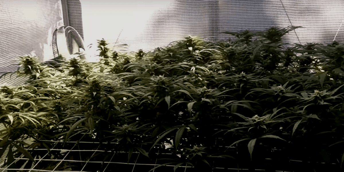 How to grow greenhouse weed