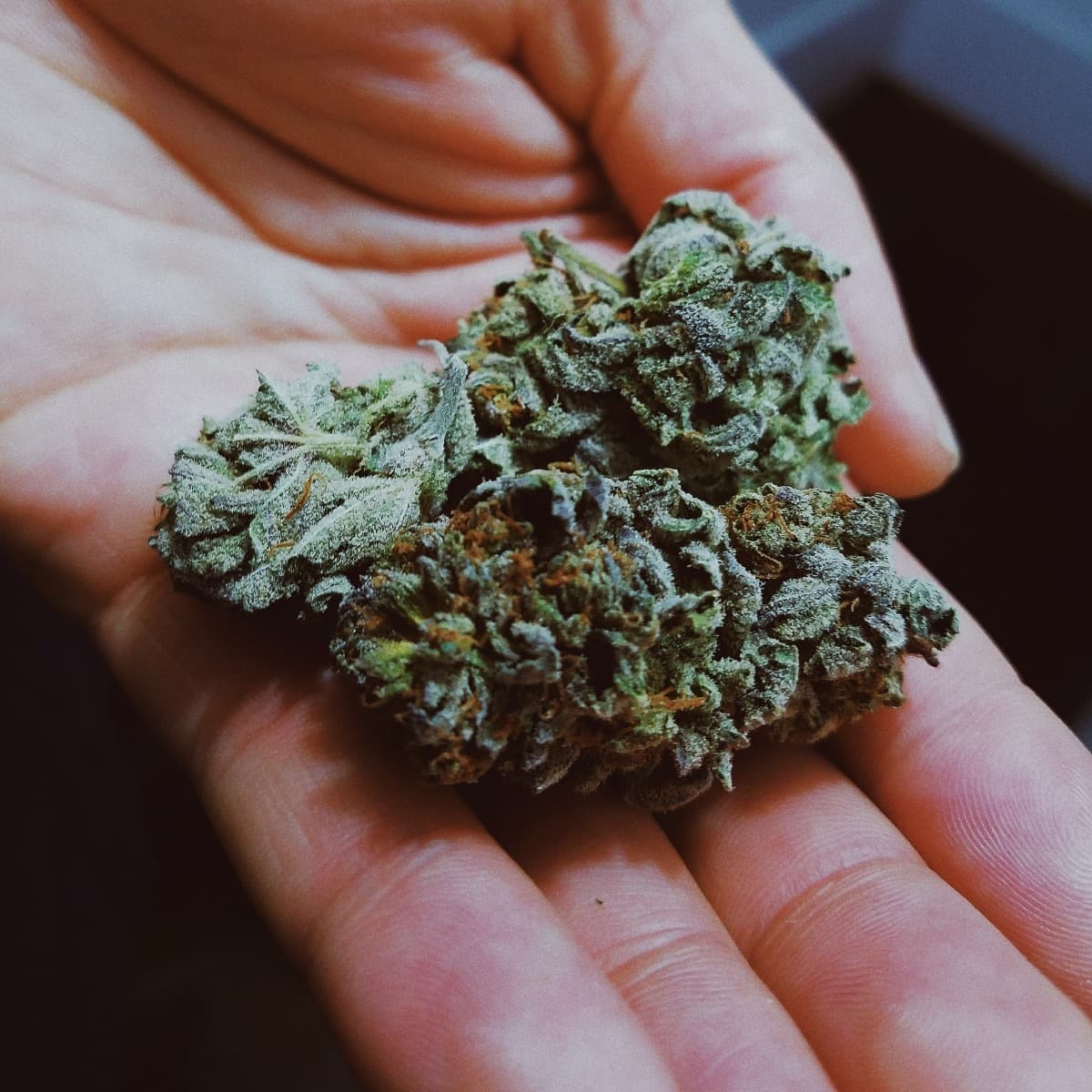 cannabis buds in an open hand