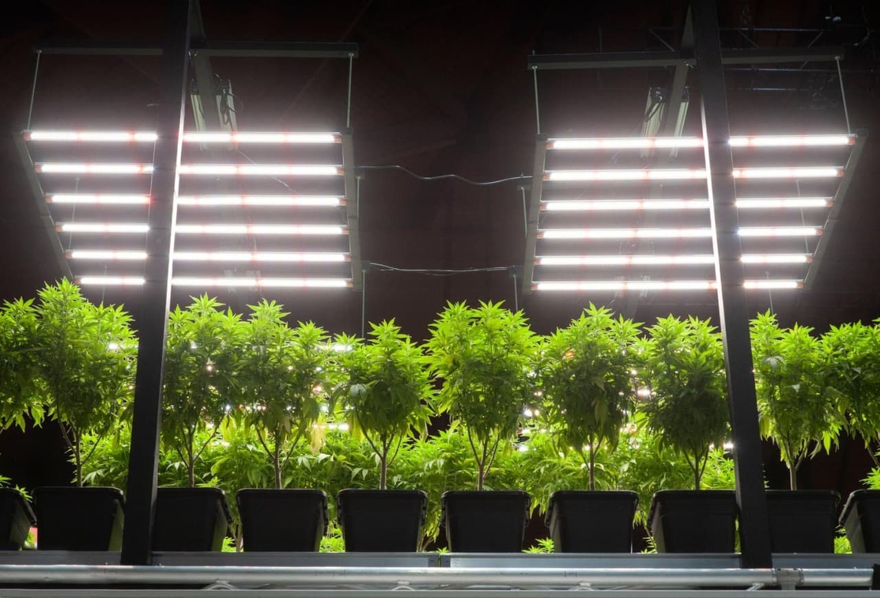 hydroponics vs soil cannabis