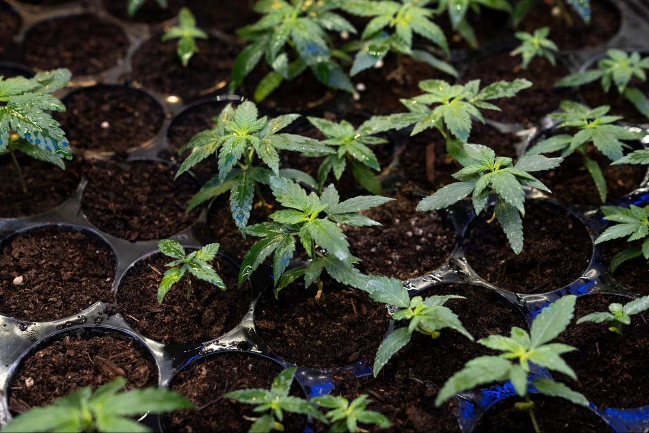hydroponic vs soil cannabis