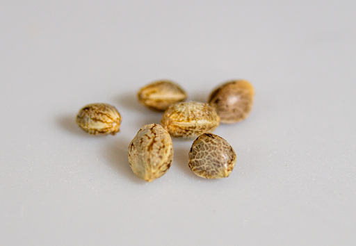 is it legal to buy cannabis seeds in georgia